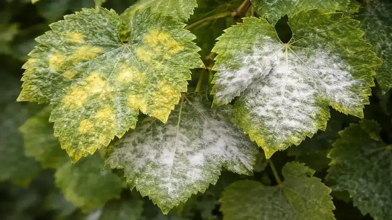 Downy Mildew