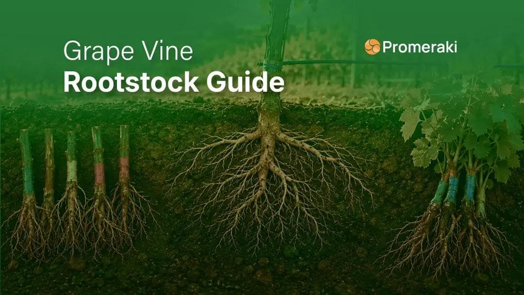 grape vine rootstock