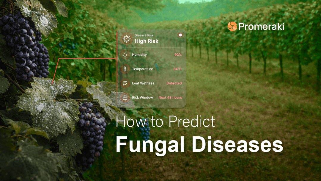 Vineyard Fungal Disease Management