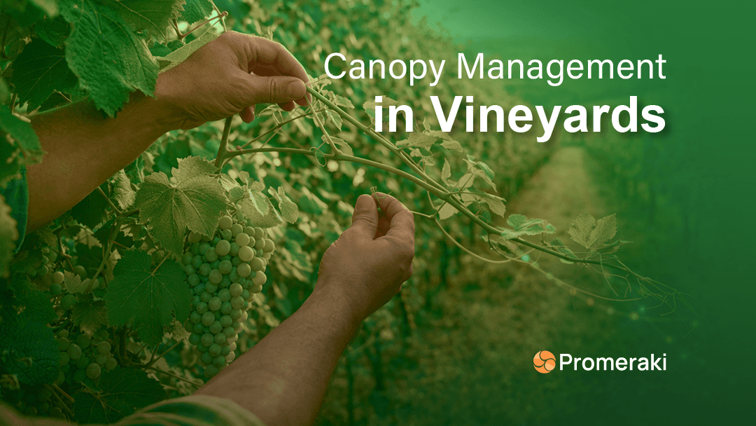 canopy management in vineyards