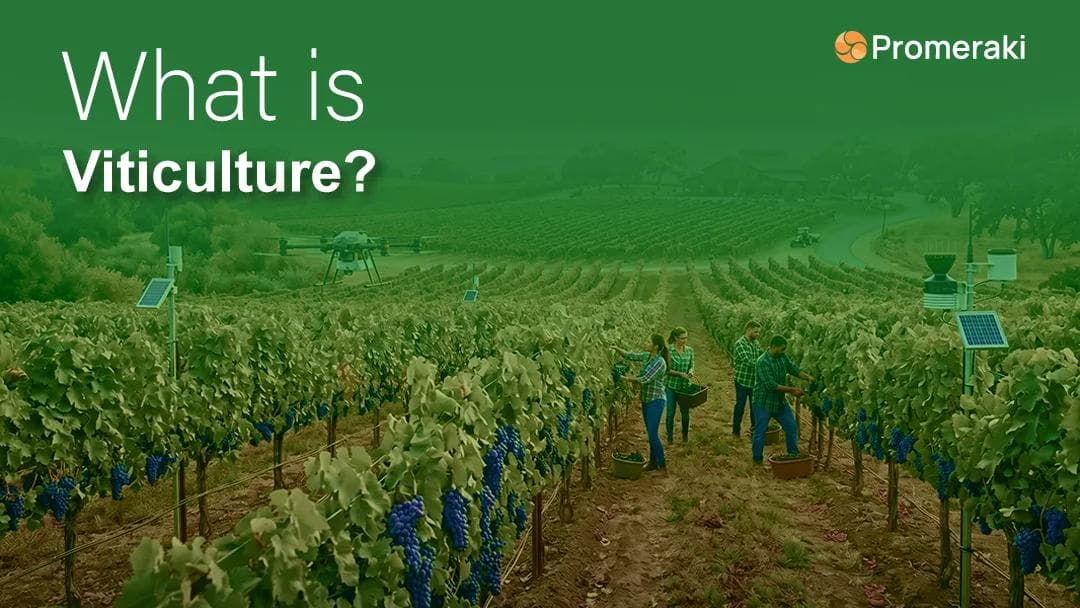 What is Viticulture