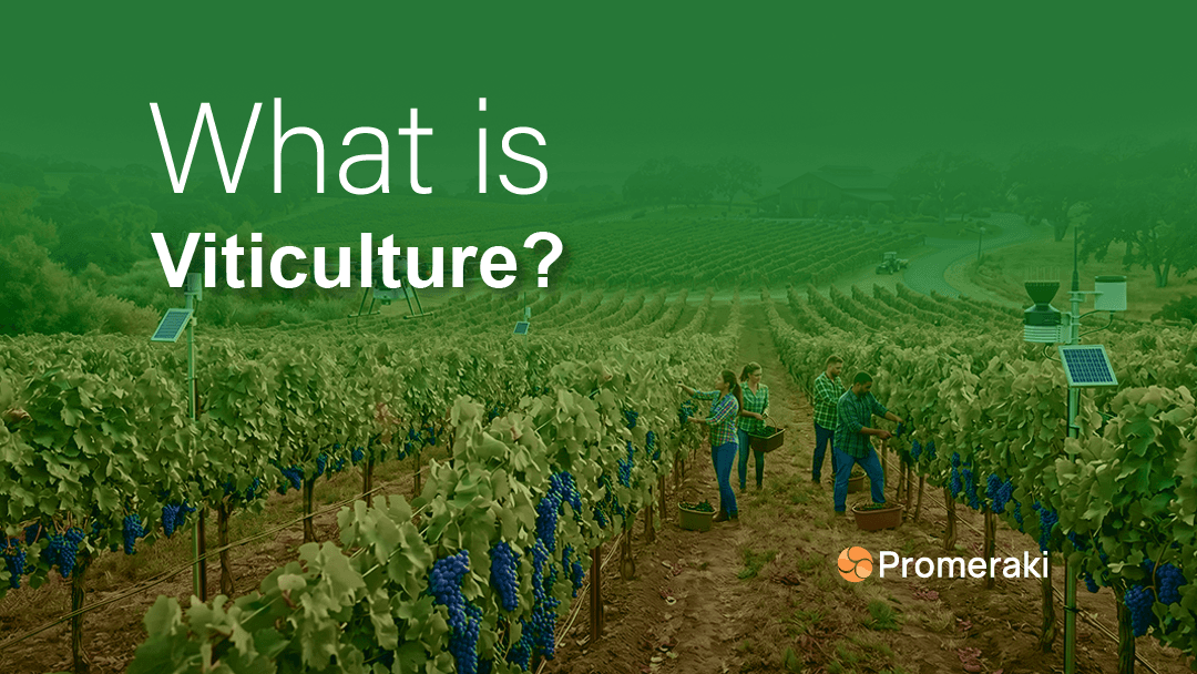 What is Viticulture