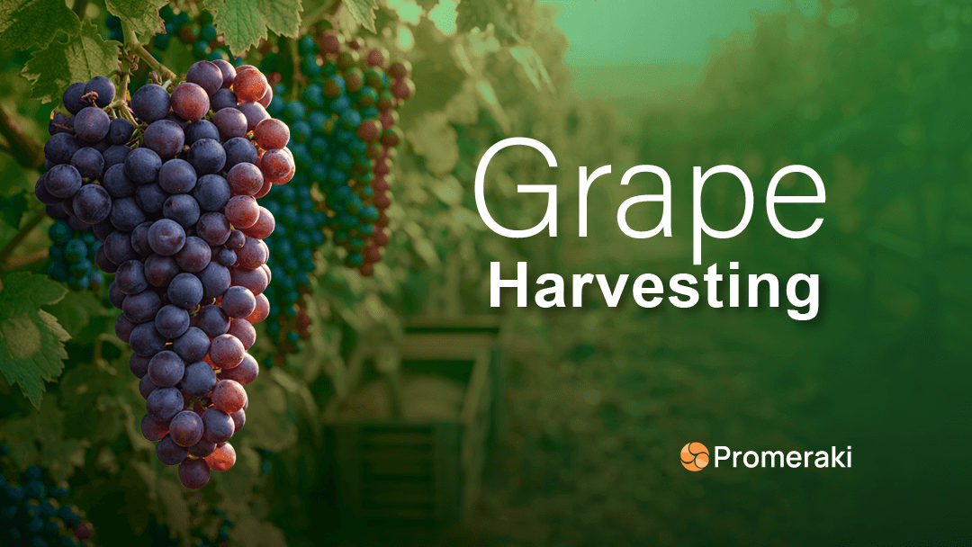 vineyard grape harvesting