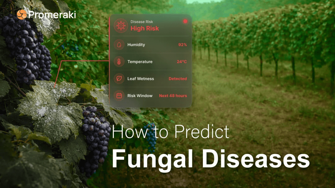 Vineyard Fungal Disease Management